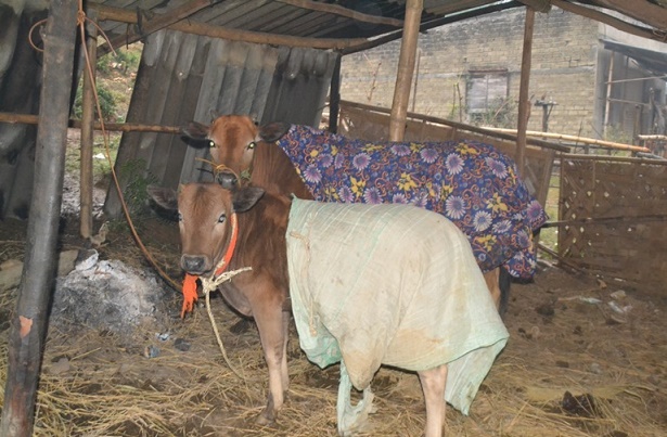 Trâu bò bị cước chân, nguyên nhân và cách phòng trị