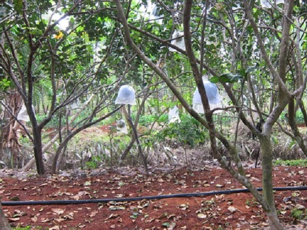 CS-Kỹ thuật chăm sóc vườn cây ăn quả trong mùa khô
