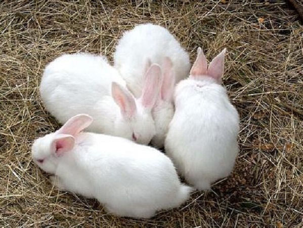 N-Kỹ thuật nuôi thỏ công nghiệp