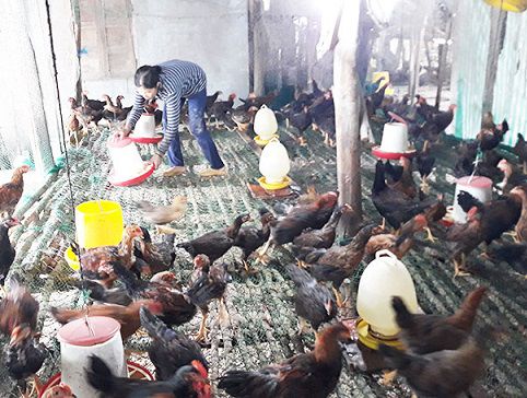 Cấm chăn nuôi gia súc, gia cầm ở một số quận, huyện tại Hà Nội