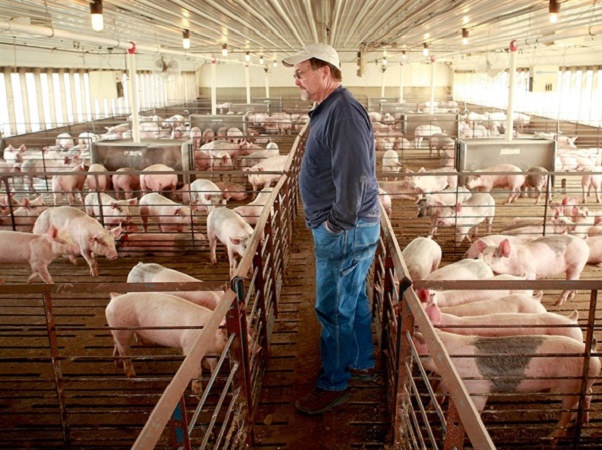 Thị trường thịt lợn thế giới tuần qua: Tiếp tục tăng mạnh do nguồn cung giảm