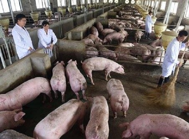 Nhu cầu giảm mạnh khiến giá lợn hơi Trung Quốc giảm 30%, nông dân lao đao