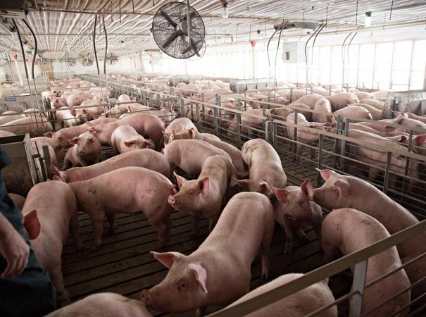 Giá lợn hơi giảm bất chấp nhu cầu tăng mạnh